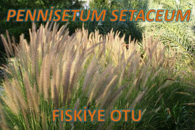 uploads/16122019175800/penisetum setaceum.jpg